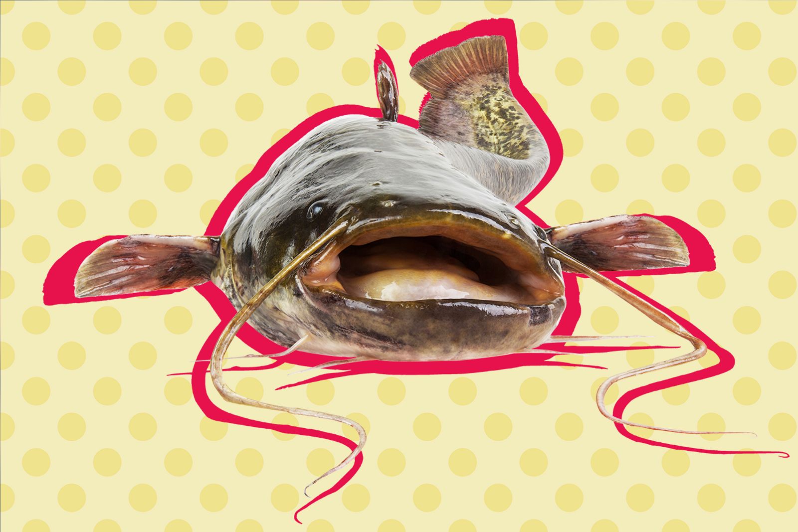 How to Find Out If Someone Is A Catfish